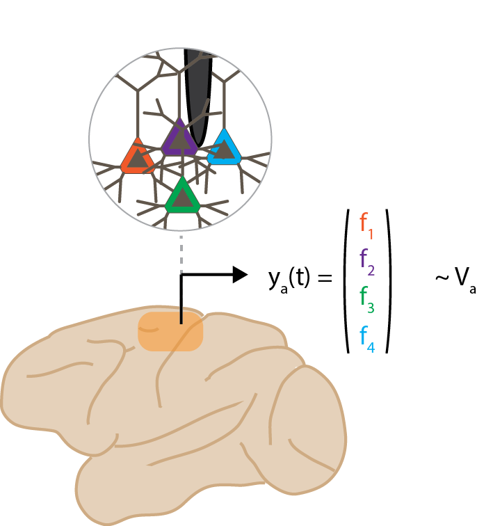 Brain and neural states diagram - a